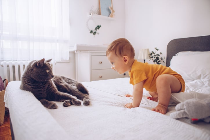 Cats and babies interacting